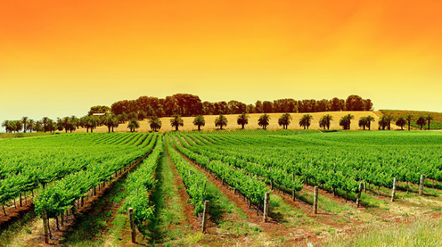 Australia's Horticultural employers to sponsor 31 approved occupations from 1 January 2020