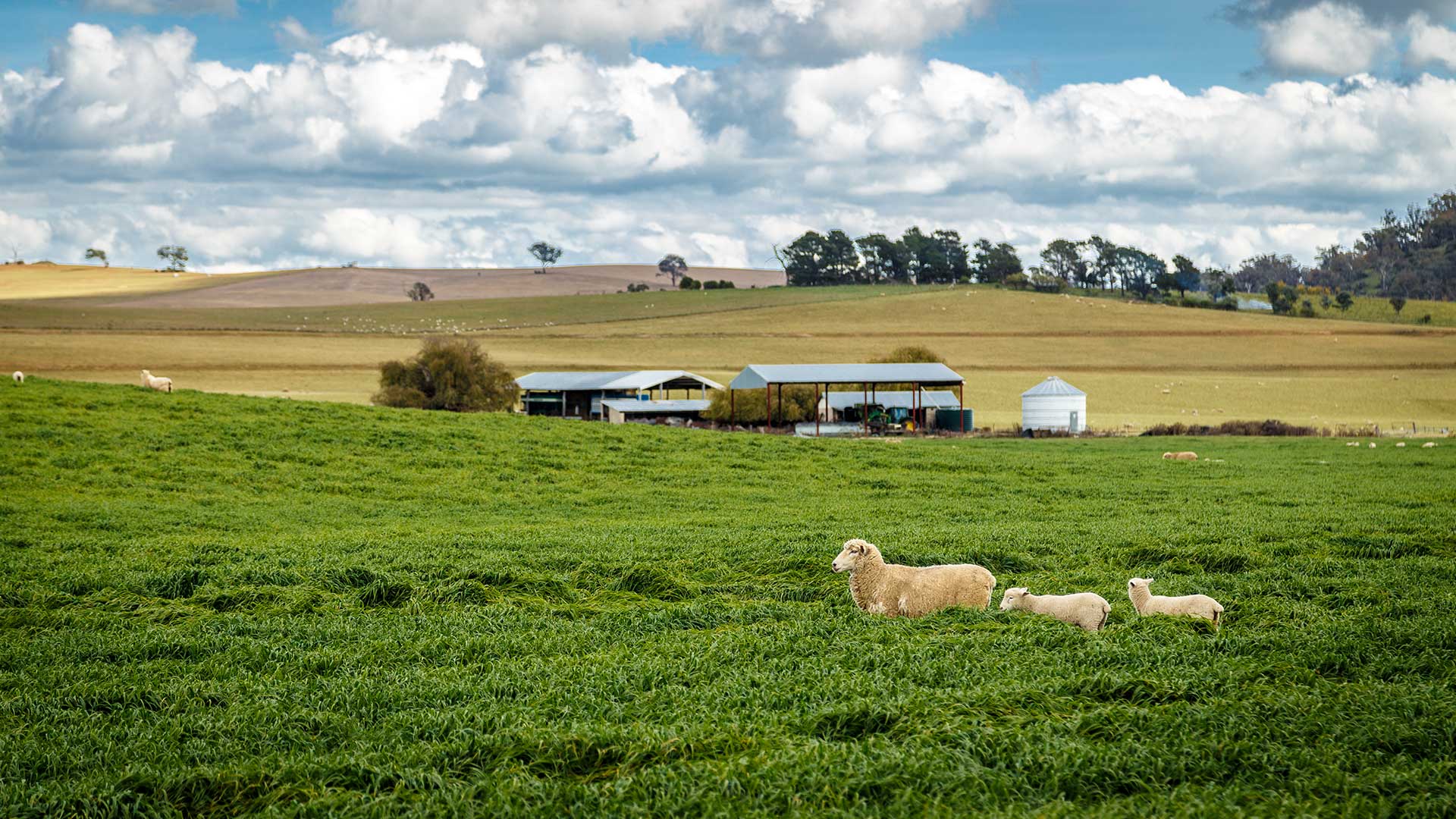 NSW Skilled Work Regional visa will open in mid January 2020